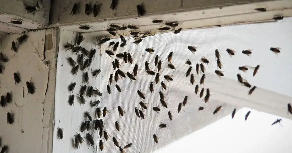 how to get rid of cluster flies