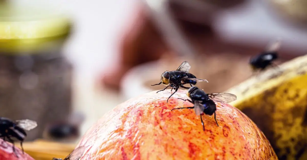 how to get rid of cluster flies