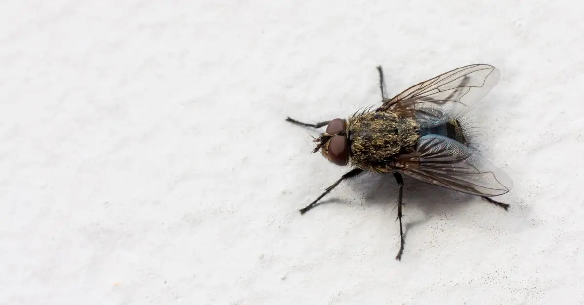 how to get rid of cluster flies