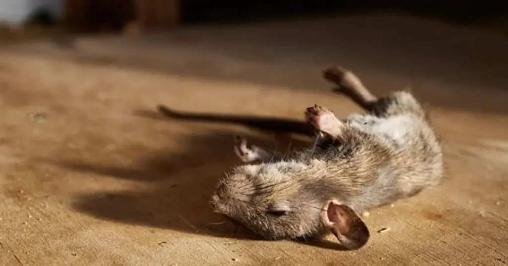 how to get rid of dead mouse smell