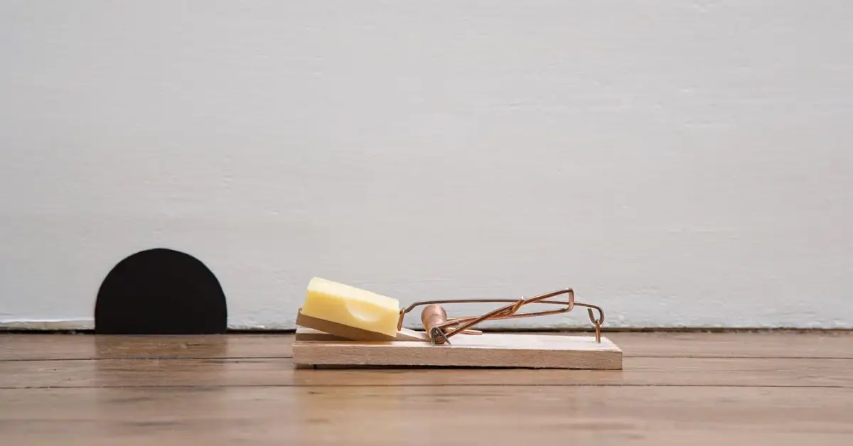 how to hide mouse traps