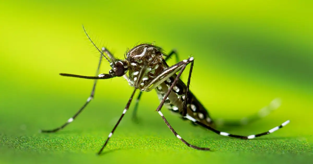 how to keep ants flies and Mosquitoes out of your house