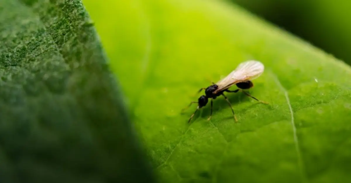 how to keep ants flies and Mosquitoes out of your house