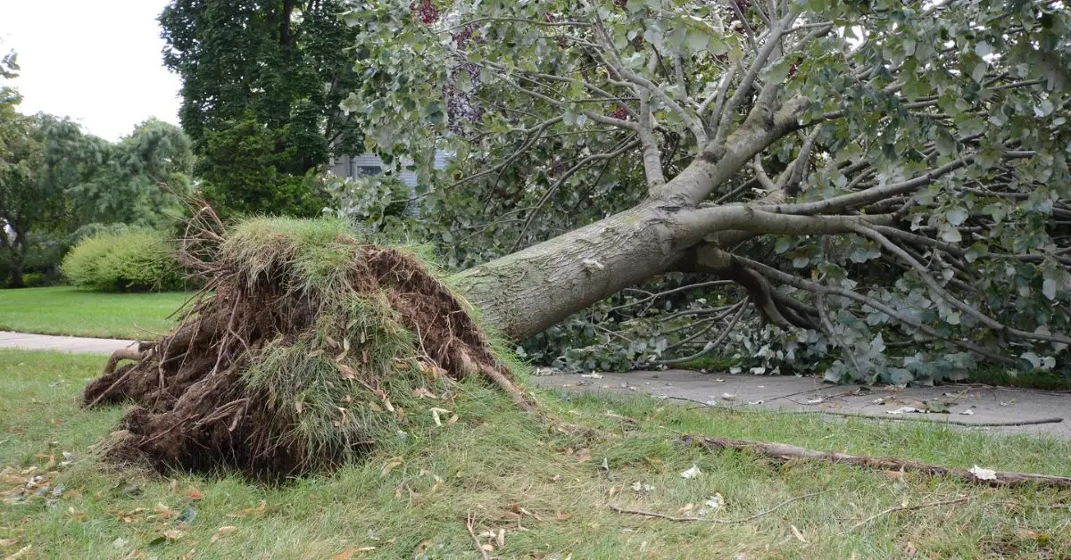 if my tree falls on neighbors yard who is responsible