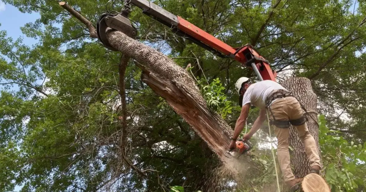 if my tree falls on neighbors yard who is responsible