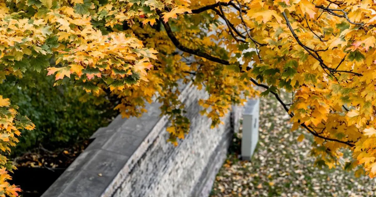 if my tree falls on neighbors yard who is responsible