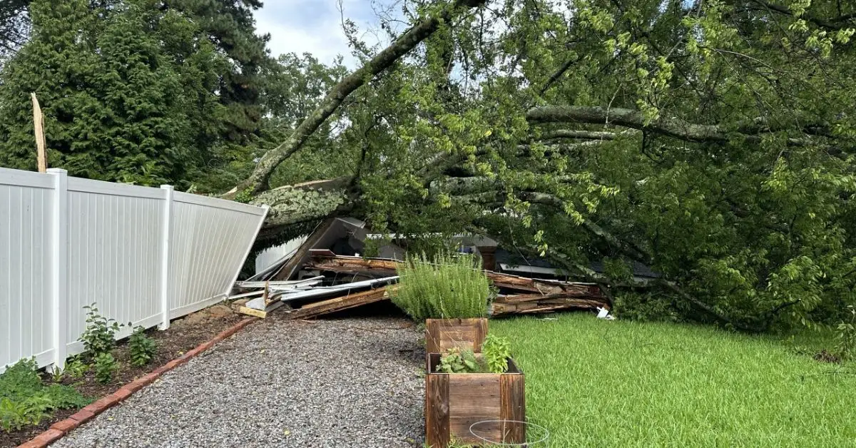 if my tree falls on neighbors yard who is responsible