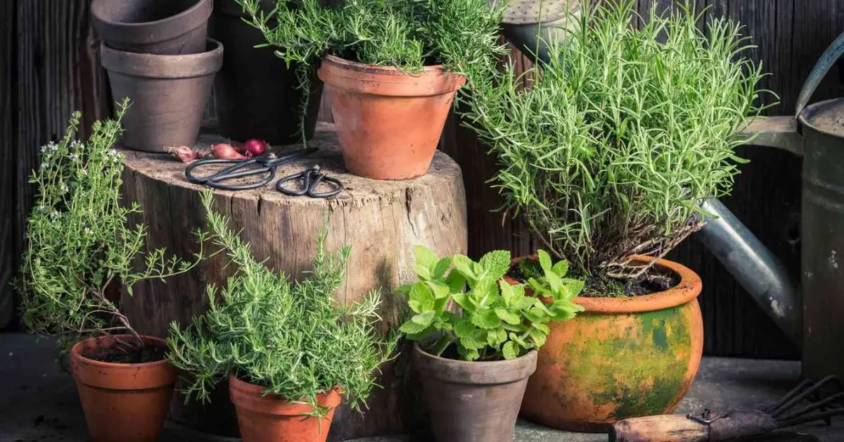 kitchen staples that repel pests