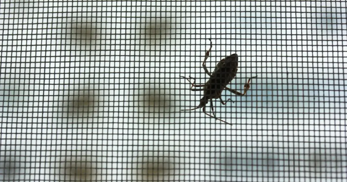 natural solutions for stink bugs