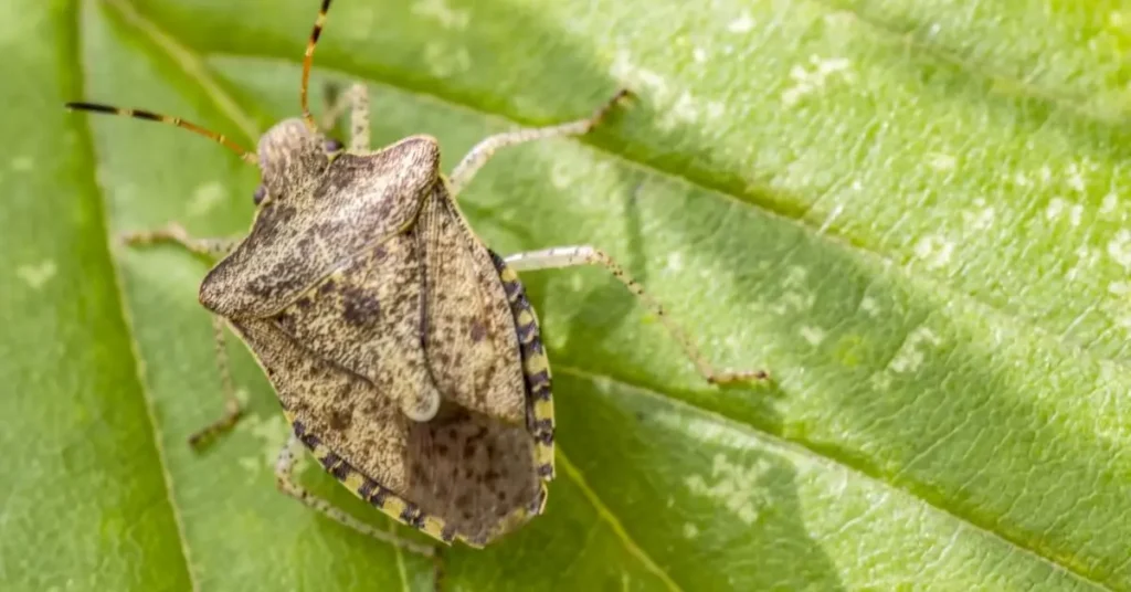 natural solutions for stink bugs