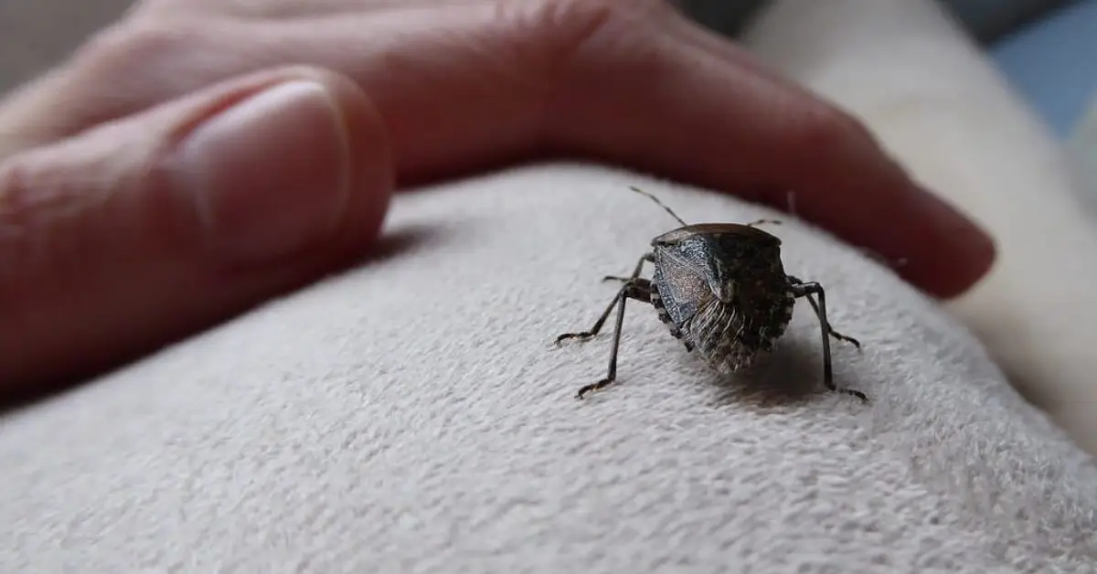 natural solutions for stink bugs