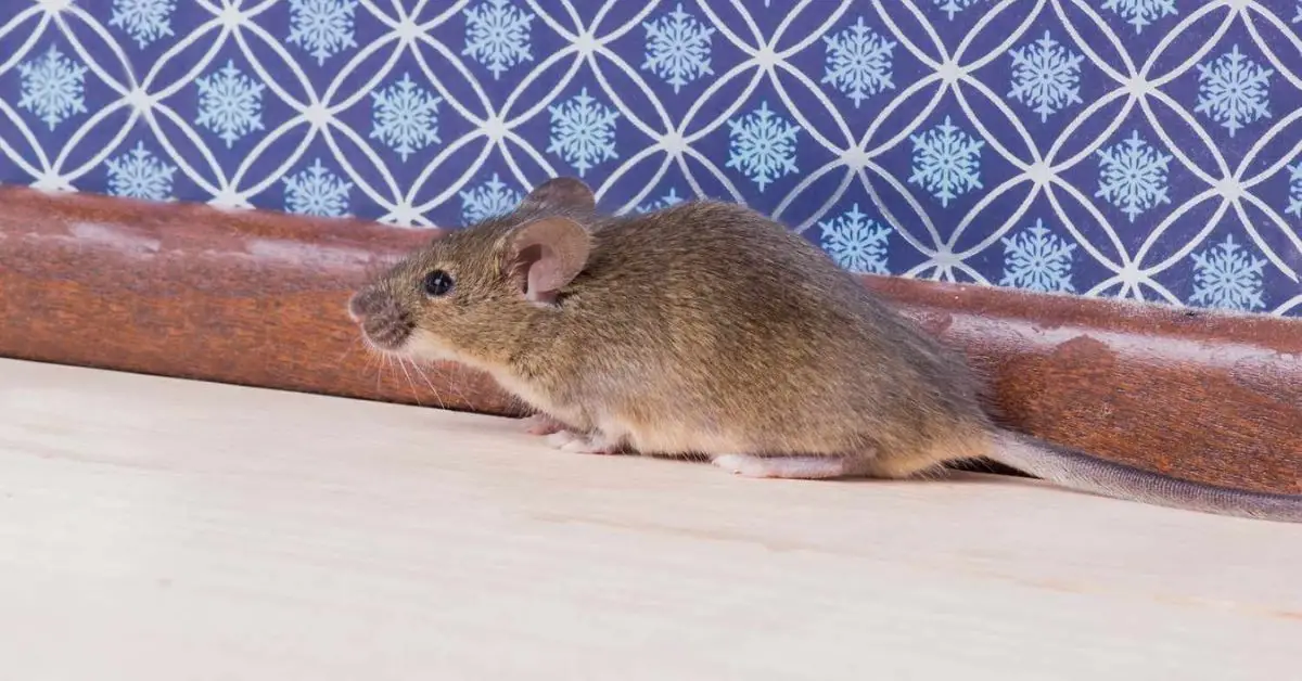 natural ways to keep mice out of your bedroom