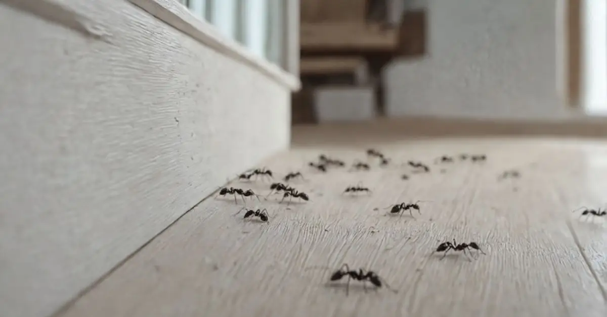 natural ways to stop ants winter
