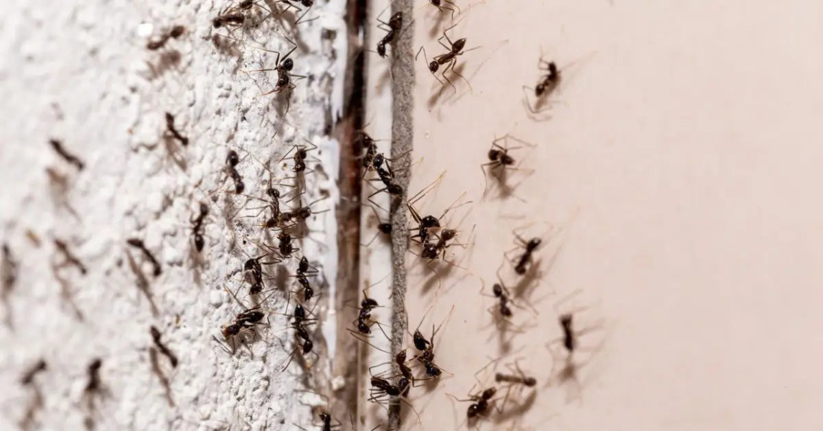 natural ways to stop ants winter