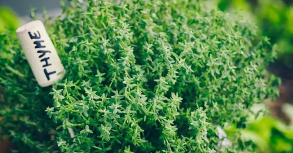 say goodbye to flies trash can thyme oil trick