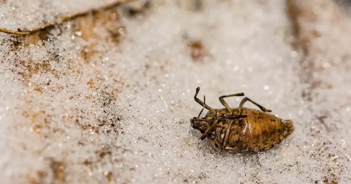 tips for keeping winter bugs at bay