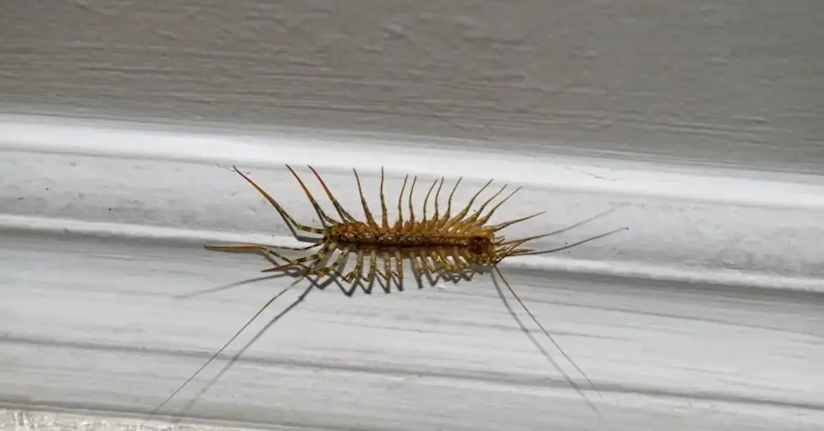 why centipedes keep appearing