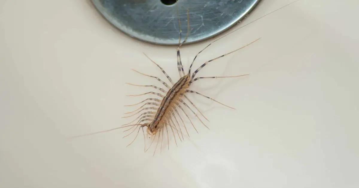 why centipedes keep appearing
