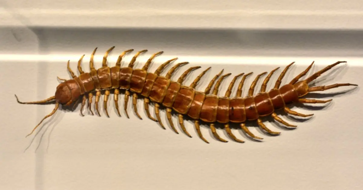 why centipedes keep appearing