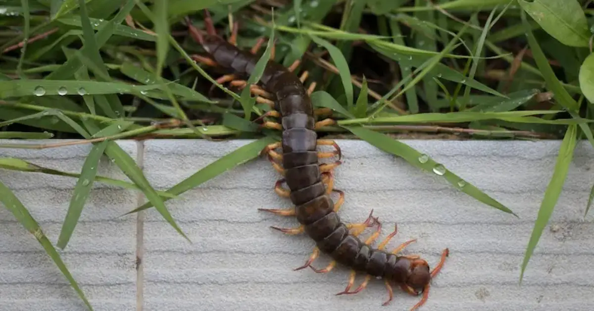 why centipedes keep appearing