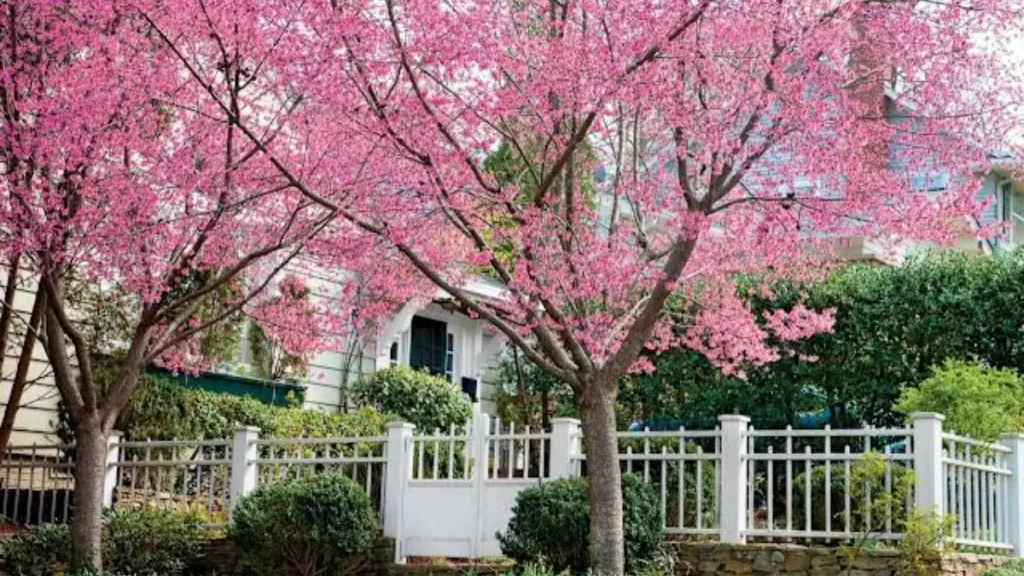 7 Disease-Resistant Trees For Yard