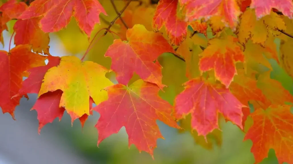 7 Disease-Resistant Trees For Yard