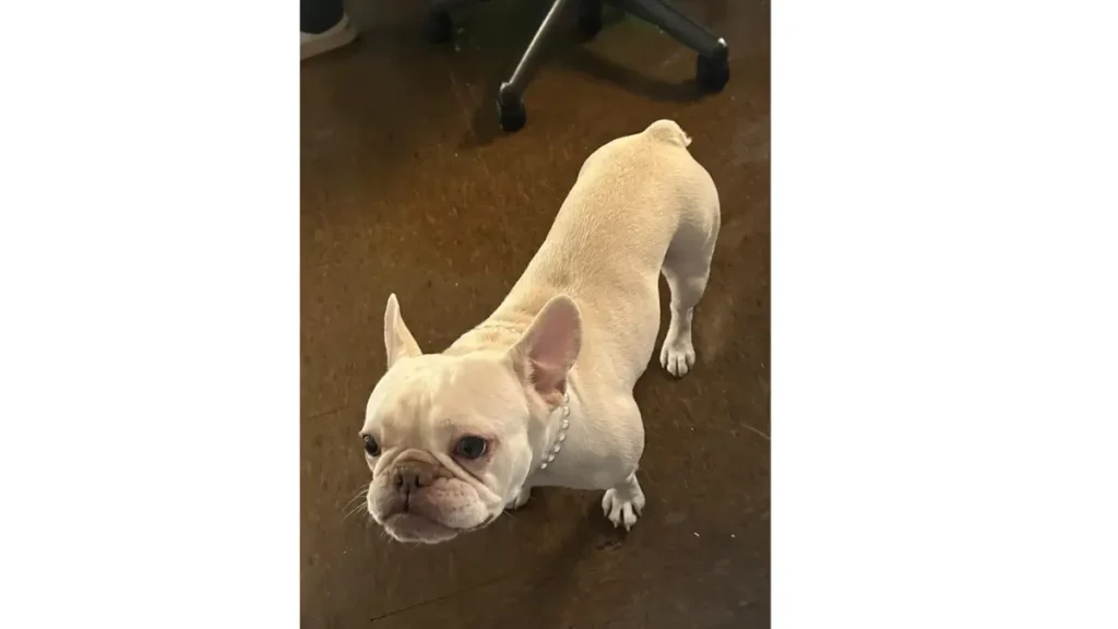 Brooklyn Home Burglary