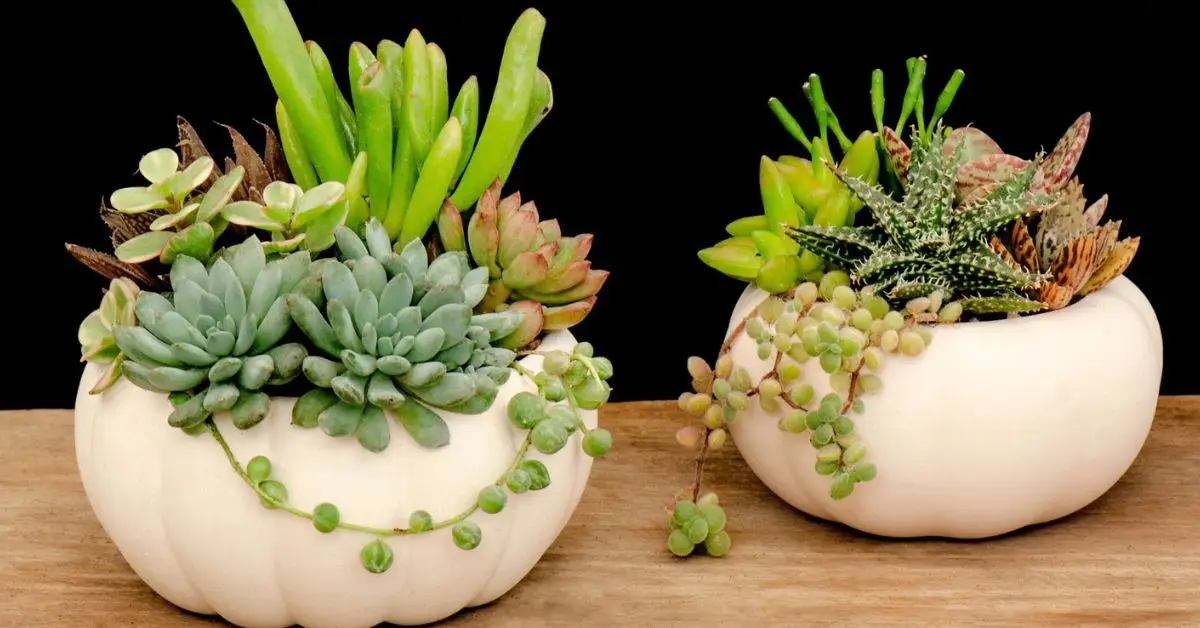 Reuse Plastic Planters at Home