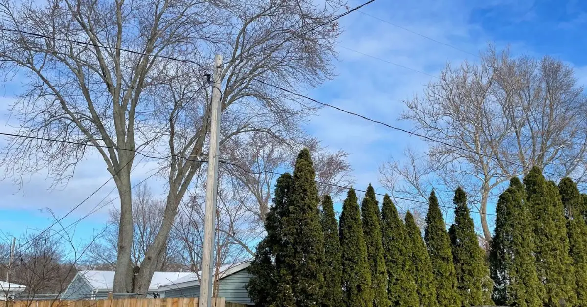 can you plant trees near power lines