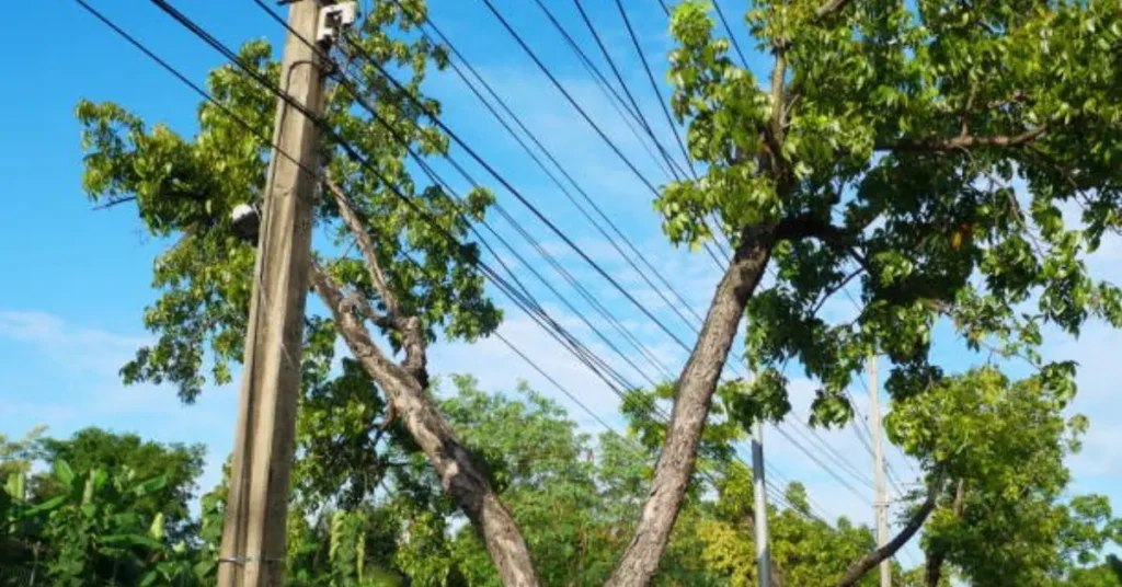 can you plant trees near power lines