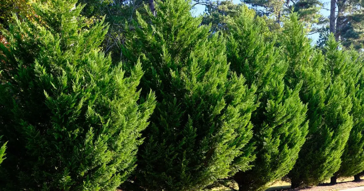 can you plant trees near power lines