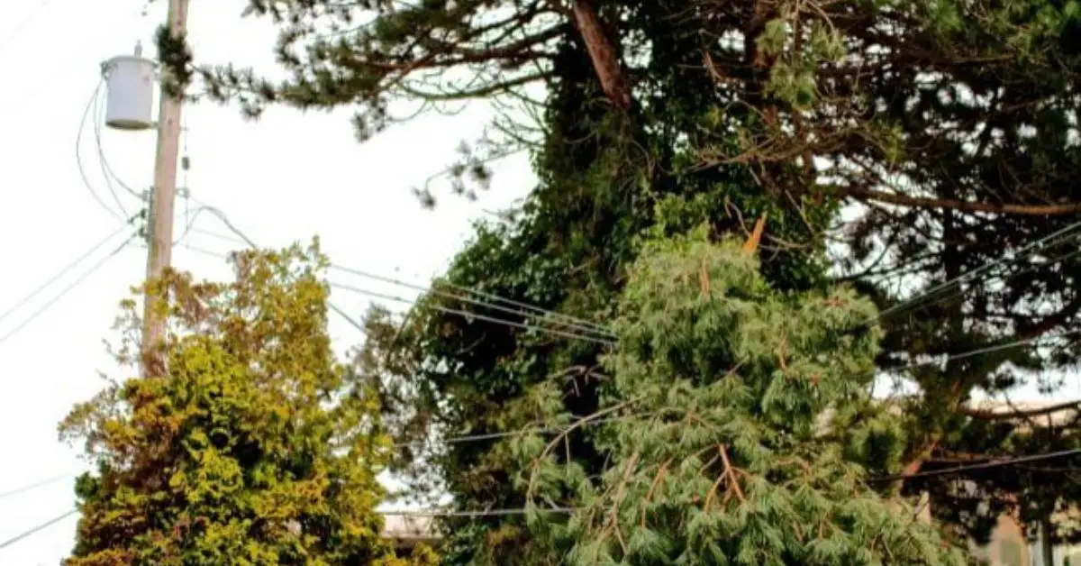 can you plant trees near power lines