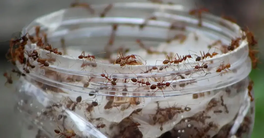 homemade ant killer sprays traps