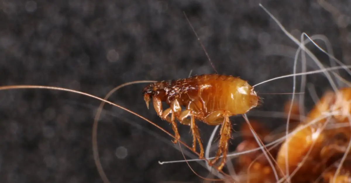 homemade flea repellent