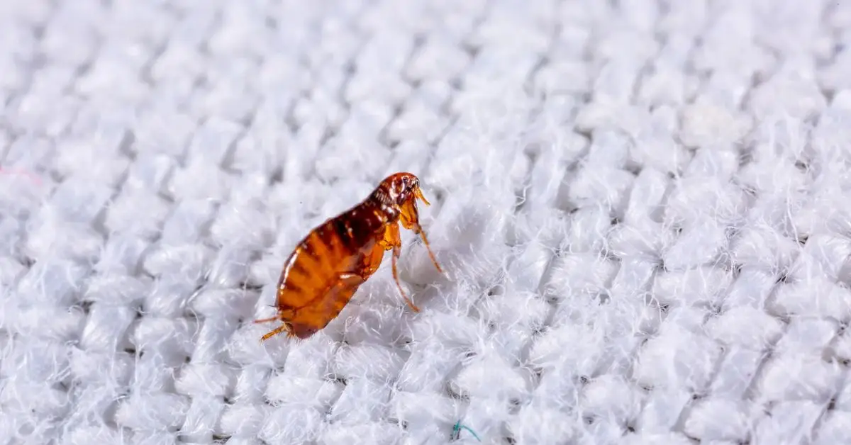 homemade flea repellent