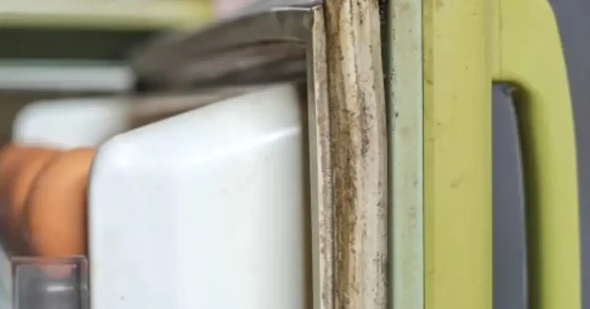 how to clean refrigerator gasket