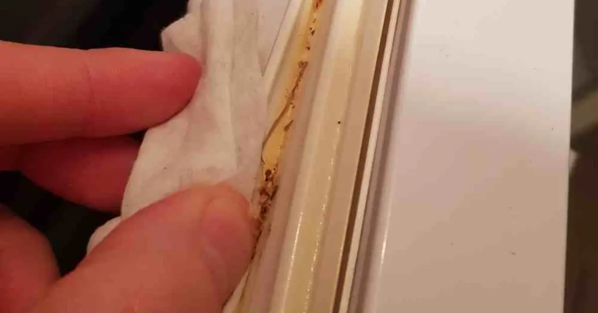 how to clean refrigerator gasket