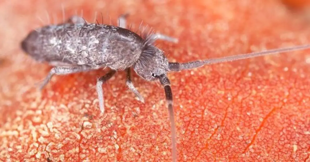 how to get of rid of springtails