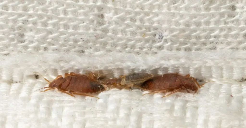 how to get rid of bed bugs