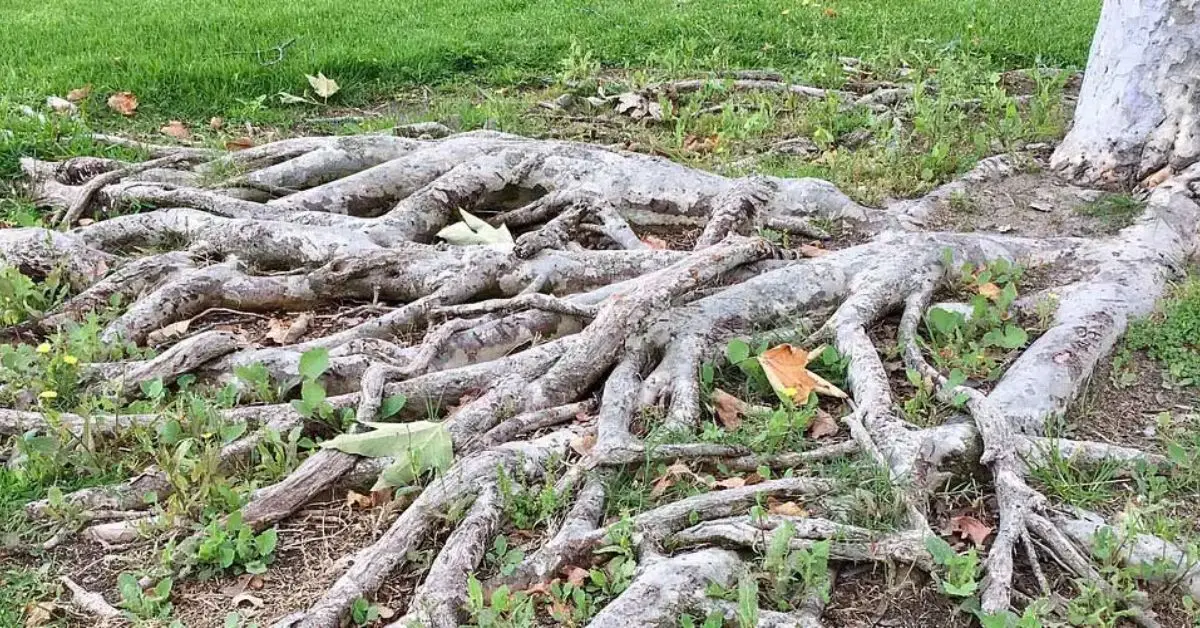 trees to never plant near your home