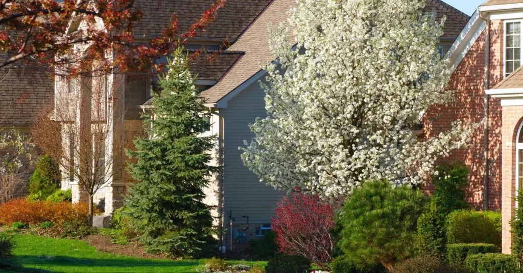 trees to never plant near your home