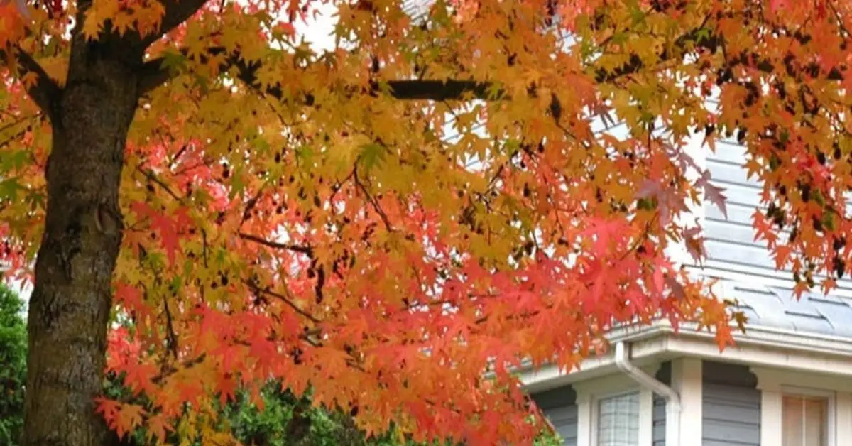 trees to never plant near your home