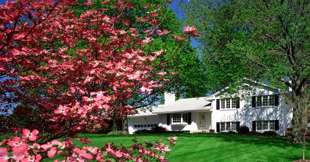 trees to never plant near your home
