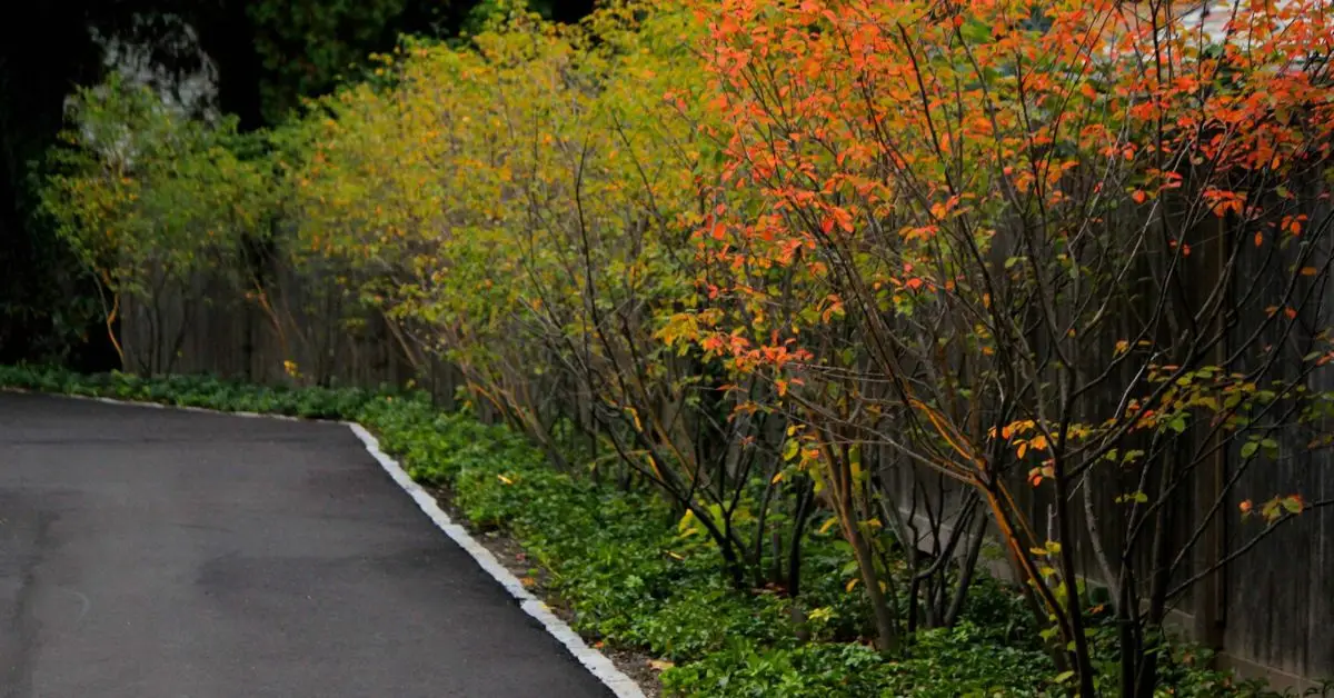 trees you should never plant near your driveway