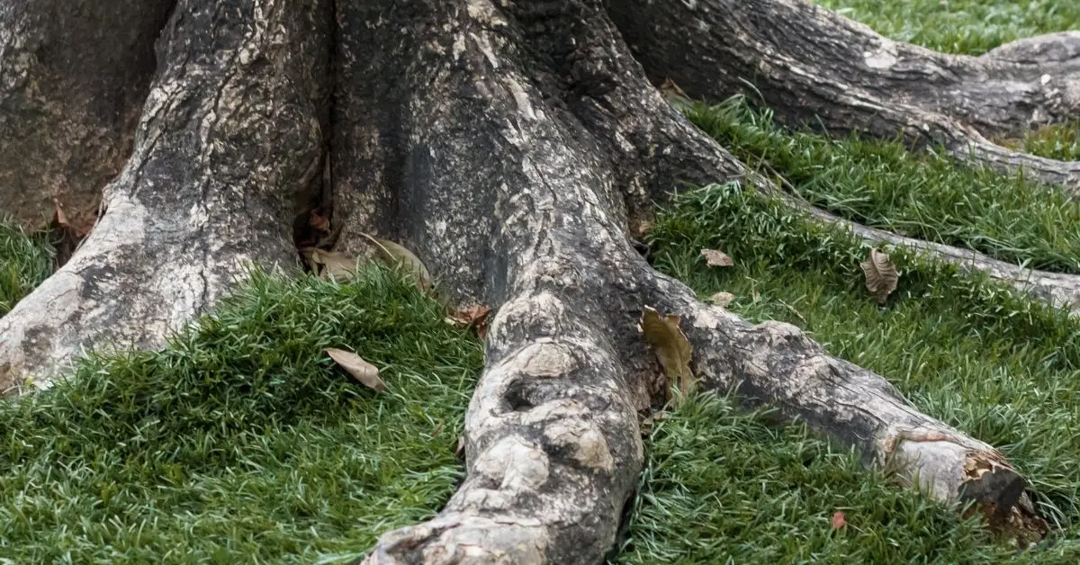 can you trim neighbors tree roots