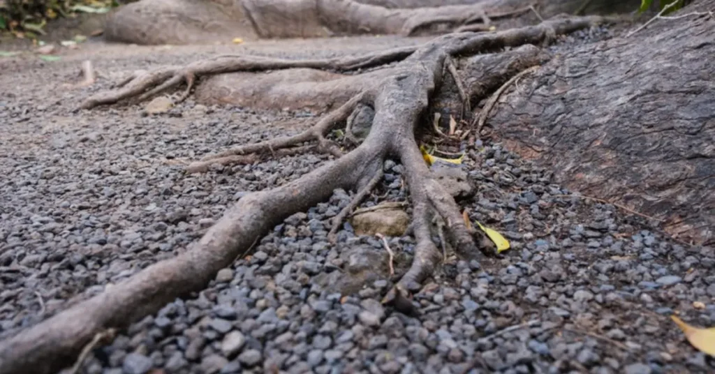 can you trim neighbors tree roots