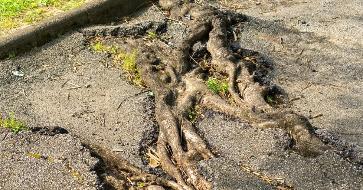 can you trim neighbors tree roots
