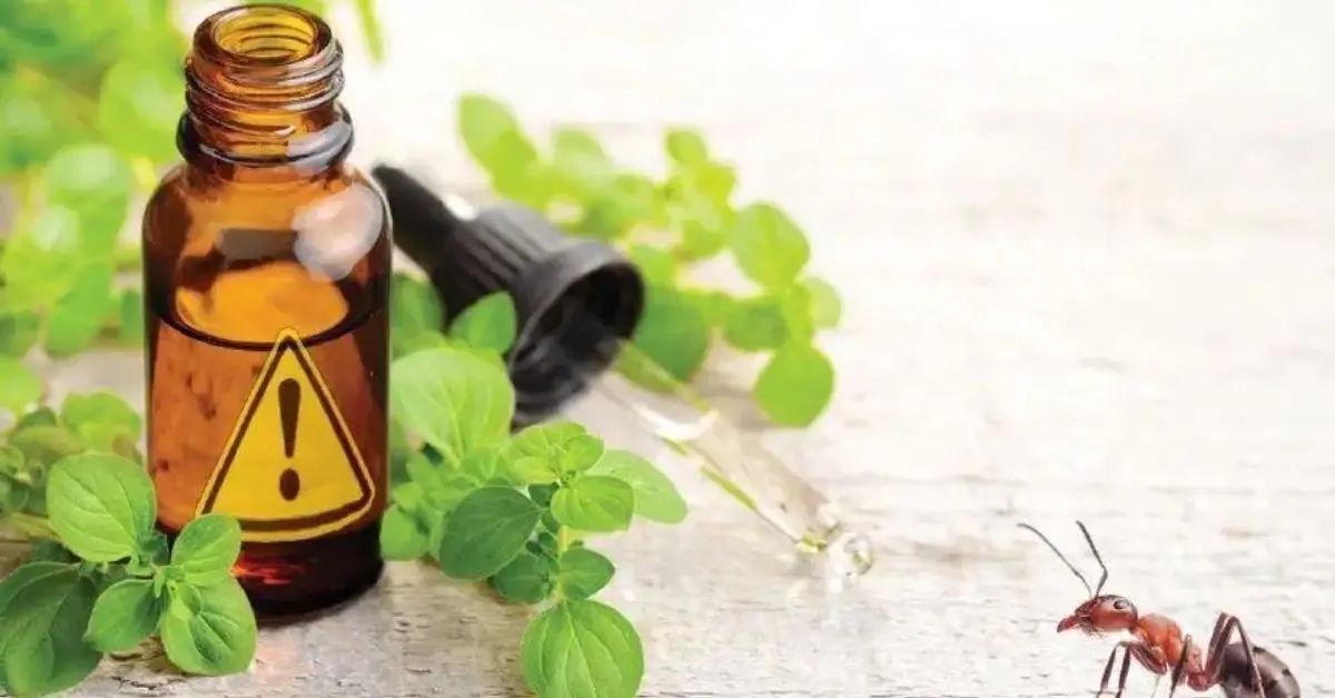 essential oils for ants