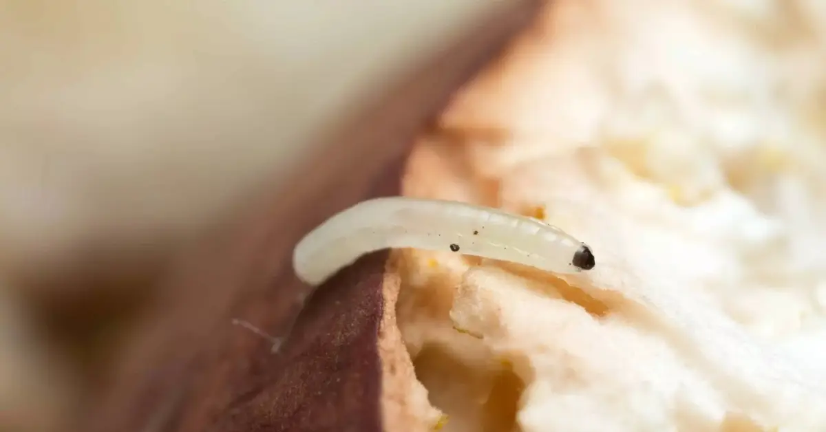 how to get rid of gnats overnight