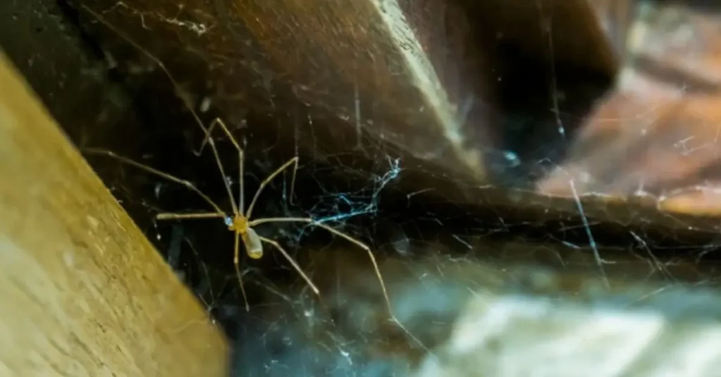 how to get rid of spiders on porch